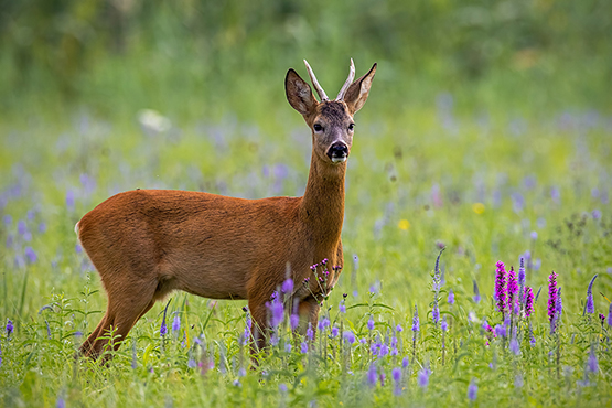 Almanac June 24 555px