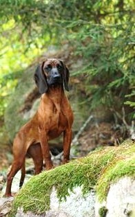 Bavarian Mountain Hound