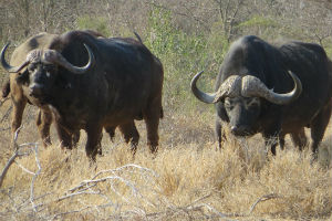 Cape Buffalo