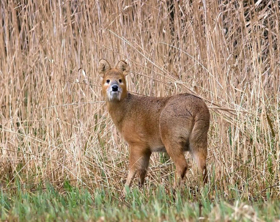 Chinese Water Deer December