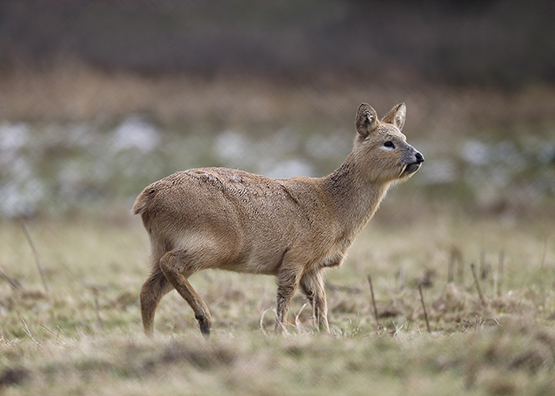 Chinese Water Deer Licensed 1