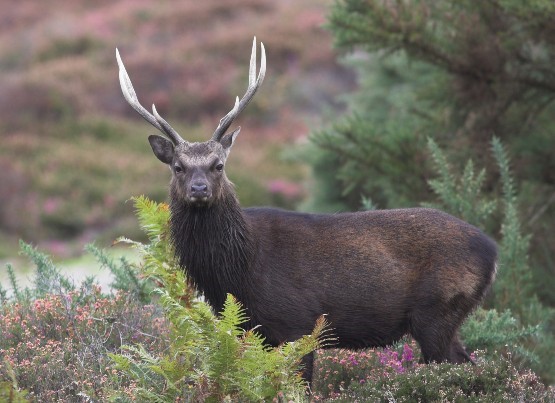 Deer Hunting Sika Stalking autumn 