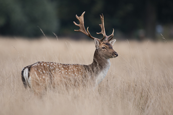 Deer Stalking August 2024