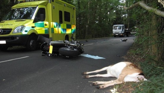 Deer Vehicle Collision 555