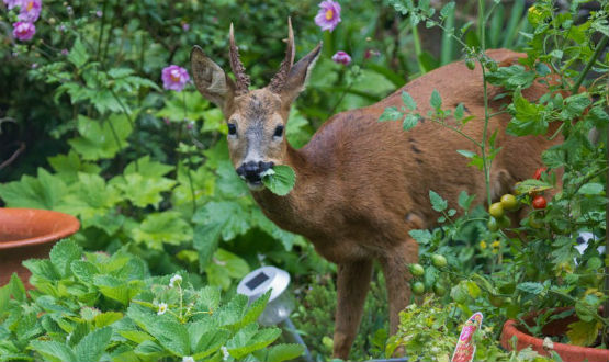 Deer in Garden