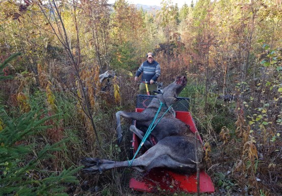 Elk Extraction Capreolus Club 