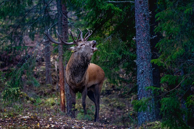 Exmoor Red deer stalking