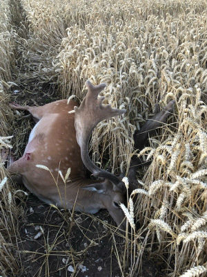 Fallow Buck 2 at Salisbury 