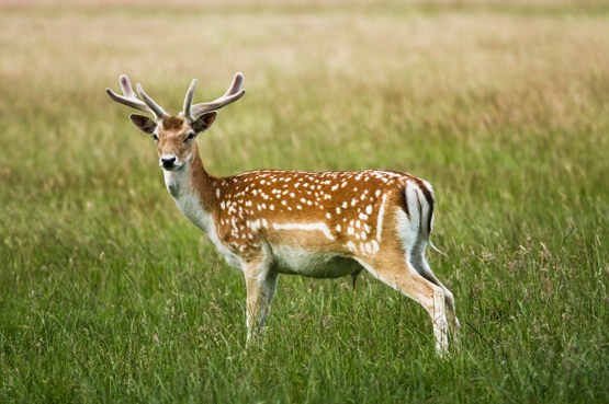 Fallow Velvet