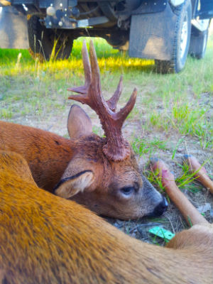 France Roe Buck