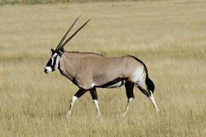 Gemsbok