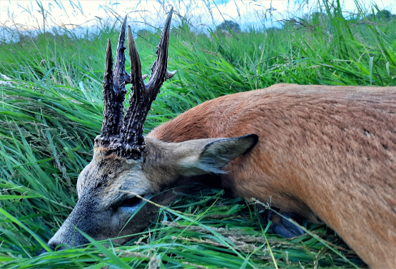 Gold Medal Roebuck Stalking with County Deer Stalking 