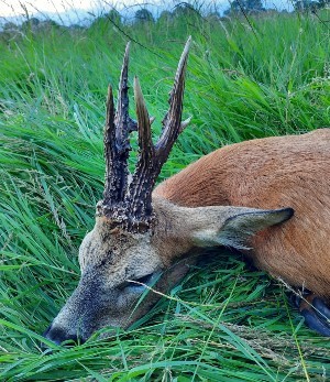 Medal Class Roebuck