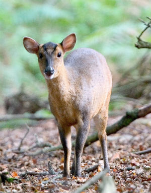 Muntjac Doe