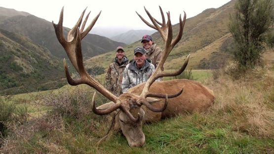 New Zealand Red Stag