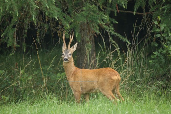 Point of Aim on Deer 