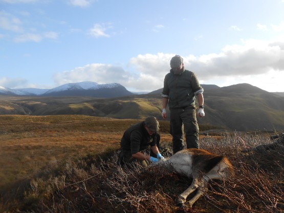 Red Deer Harvest Scotland