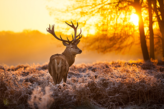 Red Deer SUNRISE Licensed 1