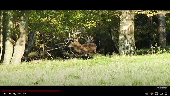 Red Stag Hunting 