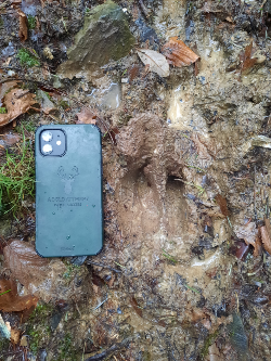 Red deer hoof print