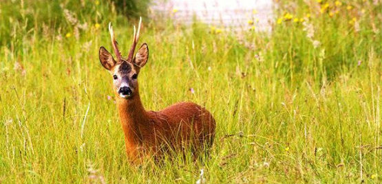 Roe Buck June - Almanac