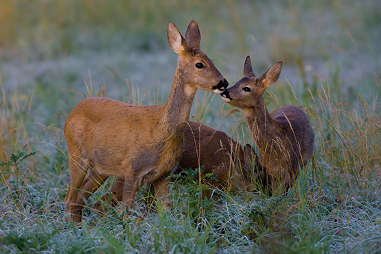 Roe Deer FAMILY Licensed 1