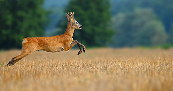 Roe Deer SUMMER Licensed 1