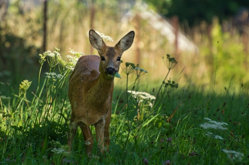 Roe Deer feeding