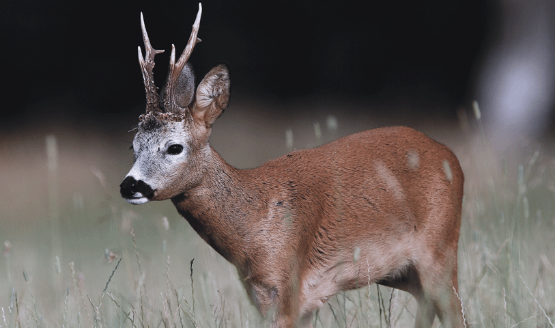 Roebuck 2016 rut