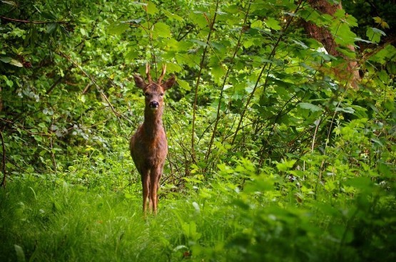 Roebuck Stalking June 2021