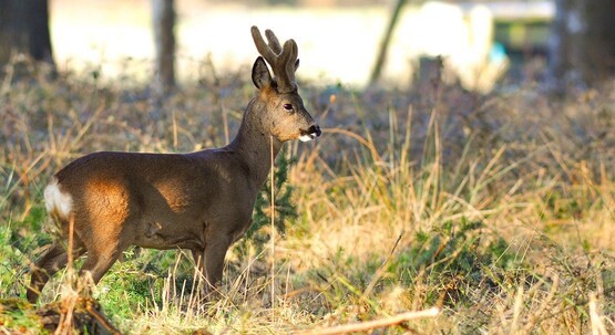 Roebuck in Velvet 555