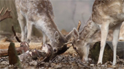 winter roe deer stalking