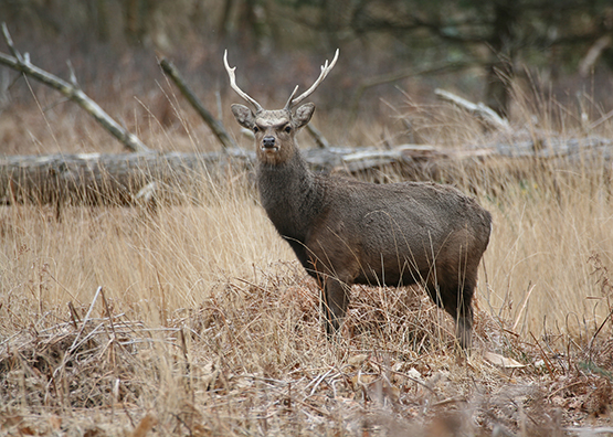 Sika Deer Licensed 1