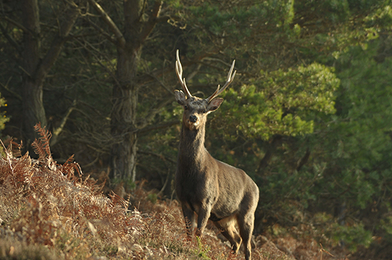 Sika Deer Licensed 2a