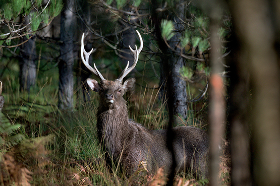 Deer Stalking August 2024