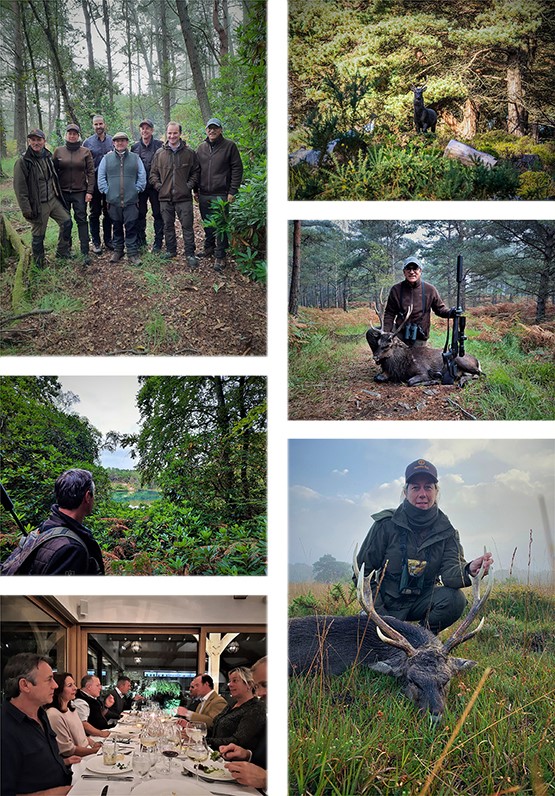 Sika Stag Stalking Capreolus Club 