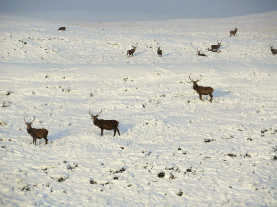 Winter cull Stags