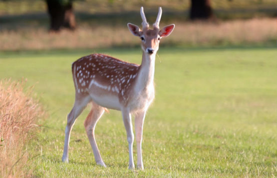 Young Fallow