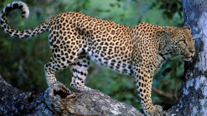 leopard