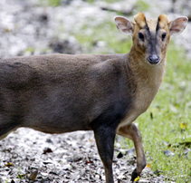 muntjac