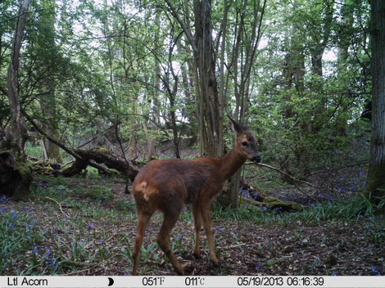 trailcamstu2555